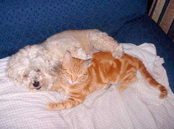 Miao e Bau