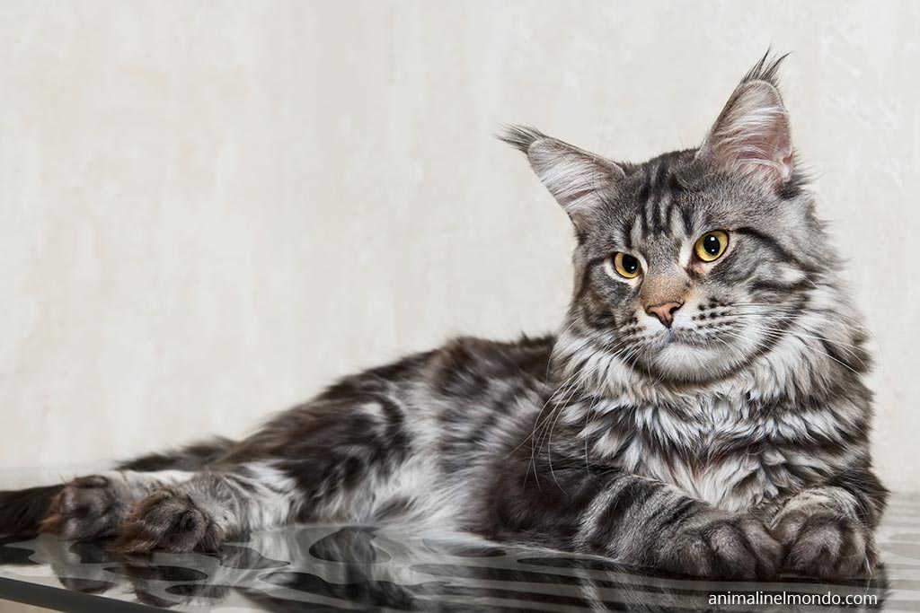 Maine Coon