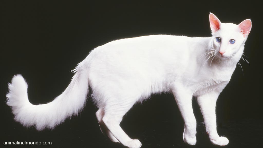 Gatto Mandarino