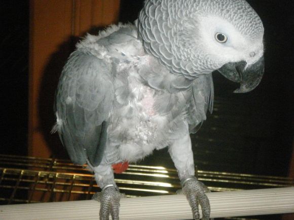 Marco il mio cenerino