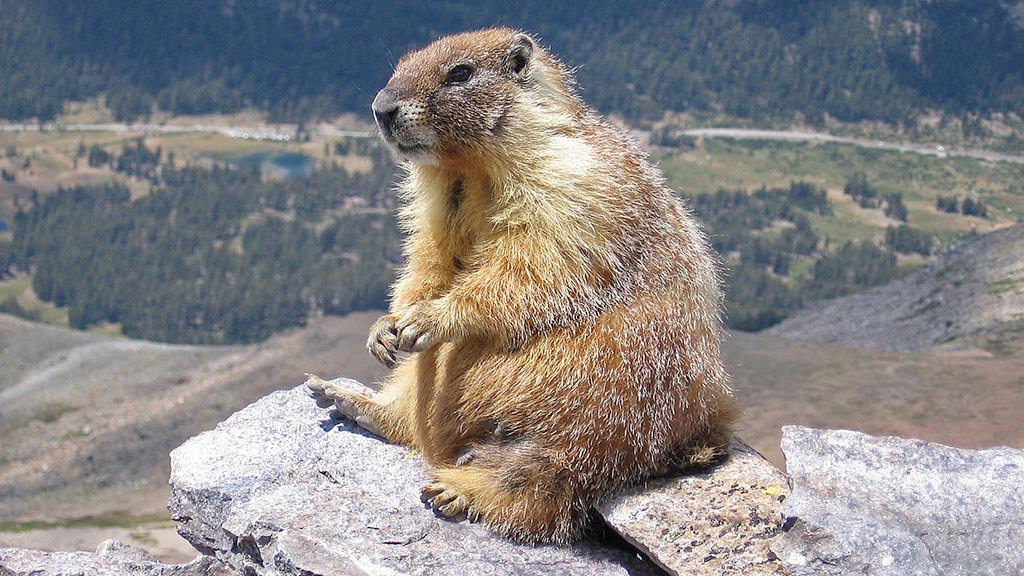 Marmotta