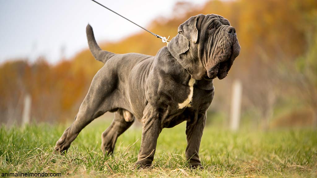 Cane Mastino Napoletano