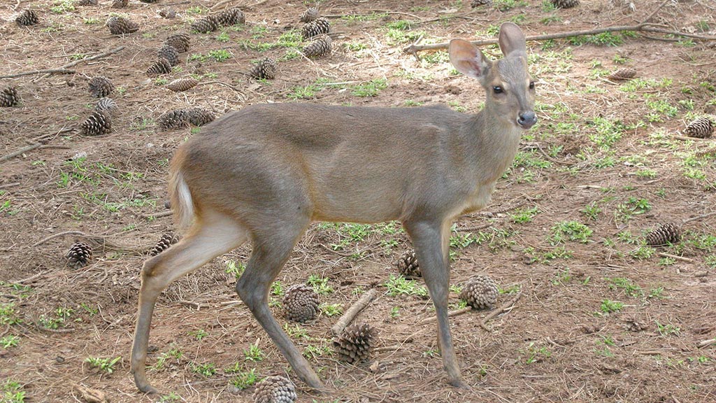 Mazama