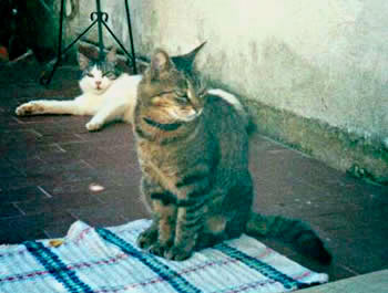 Micia