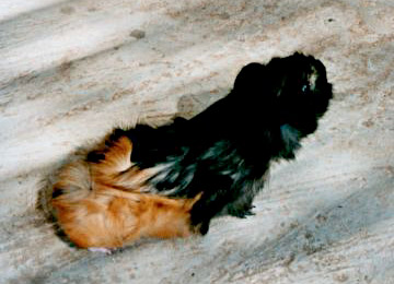 Mignon porcellino d’India