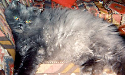 Non era un semplice gatto