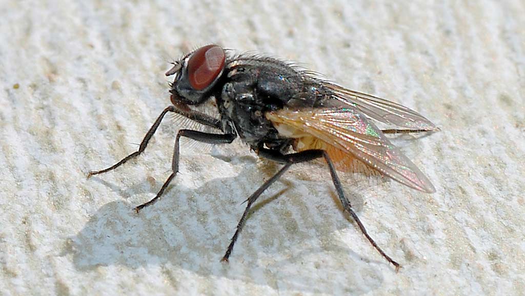 Mosca