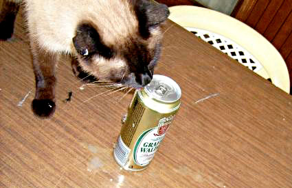 Muni siamese irlandese
