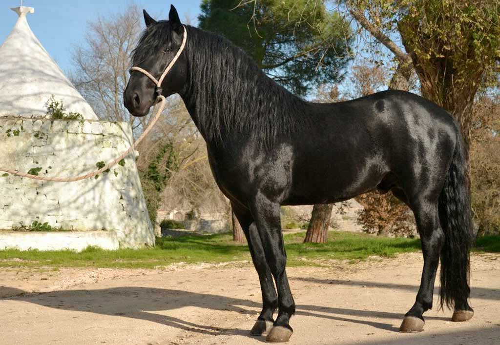 Murgese