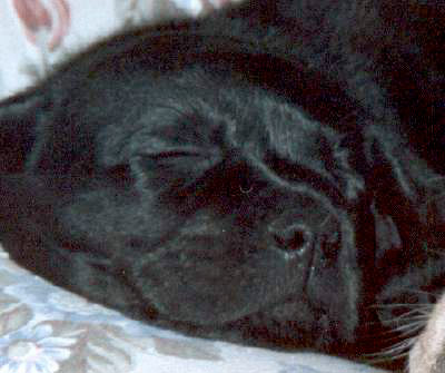 Il Mio Vitellino Nero