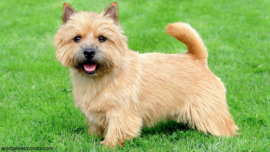 Cane Norwich terrier