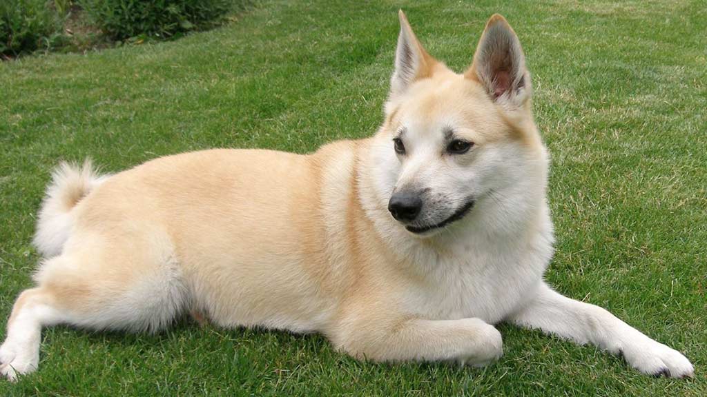 Cane Norsk Buhund