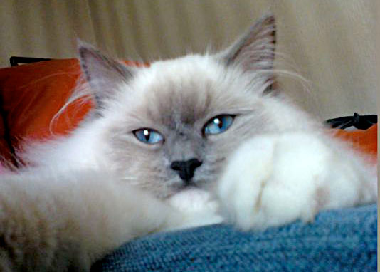 Bellissimi gatti Ragdoll