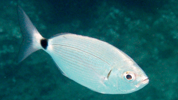 Pesce occhiata