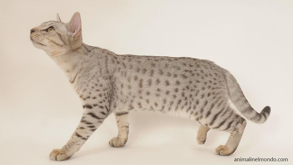 Ocicat