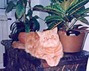 Oliver Simba