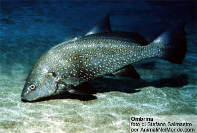 Ombrina