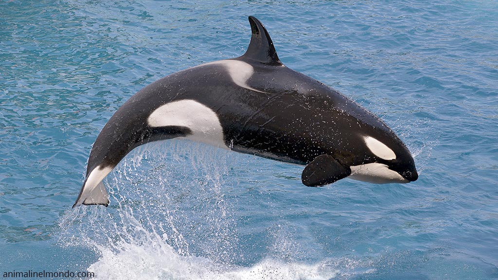 Orca