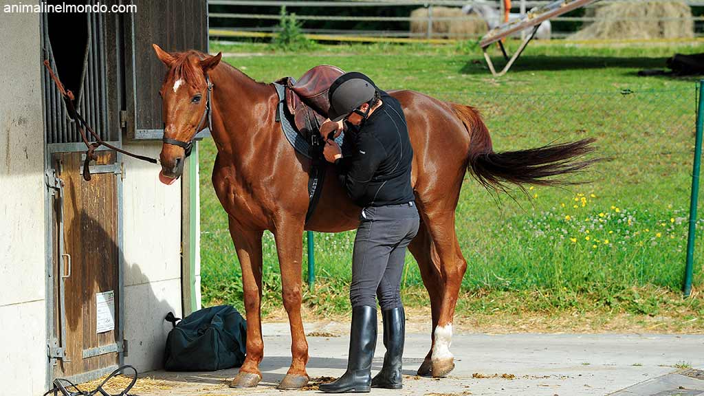 Come organizzare la vita del cavallo