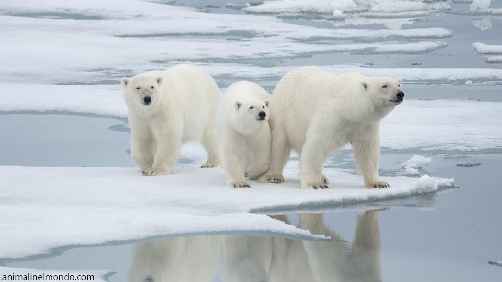 Orso Bianco o Polare