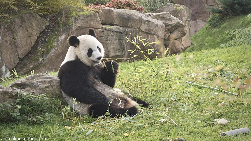 Panda maggiore