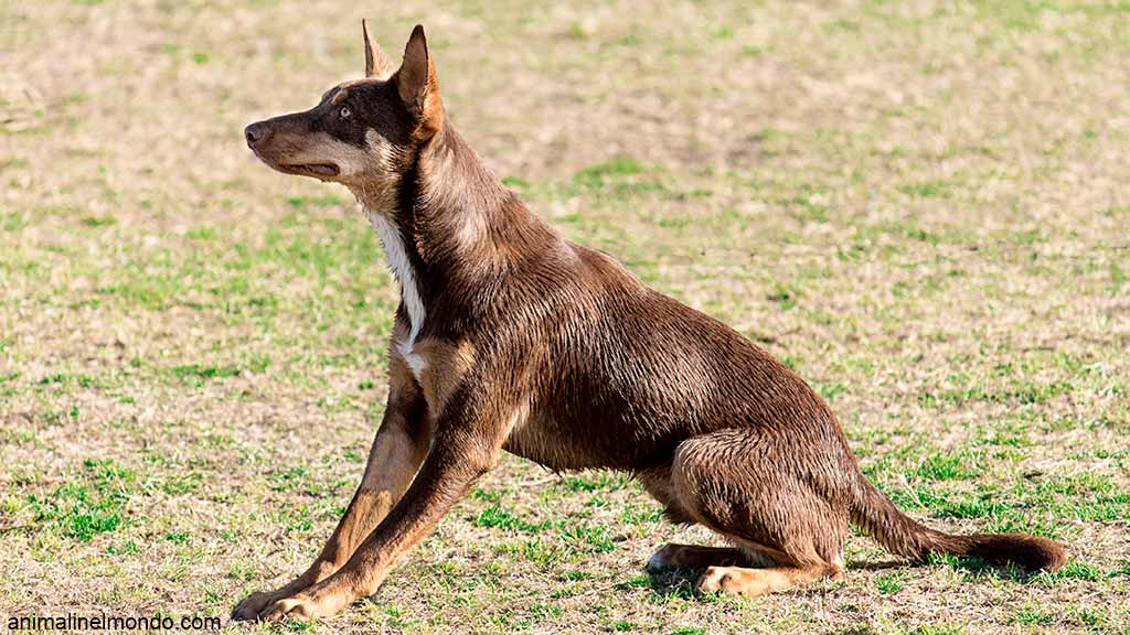 Cane Pastore Australiano Kelpie