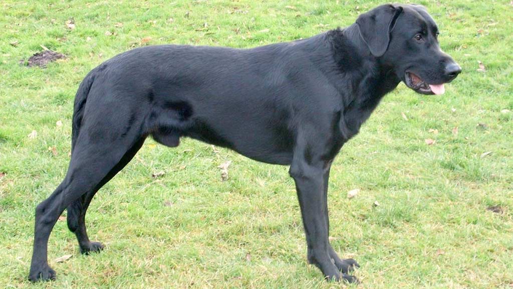 Cane Pastore Mallorquin