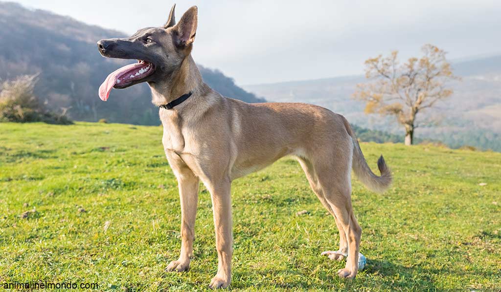 Cane Pastore Belga Malinois