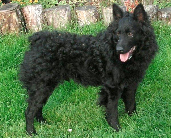 Cane Pastore Croato