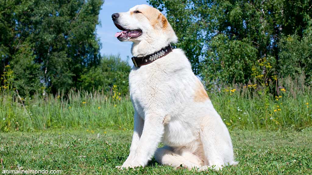 Cane Pastore dell’Asia centrale
