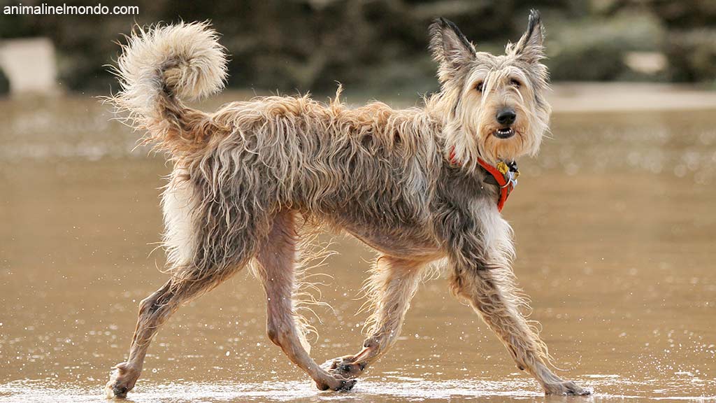 Cane Pastore della Piccardia