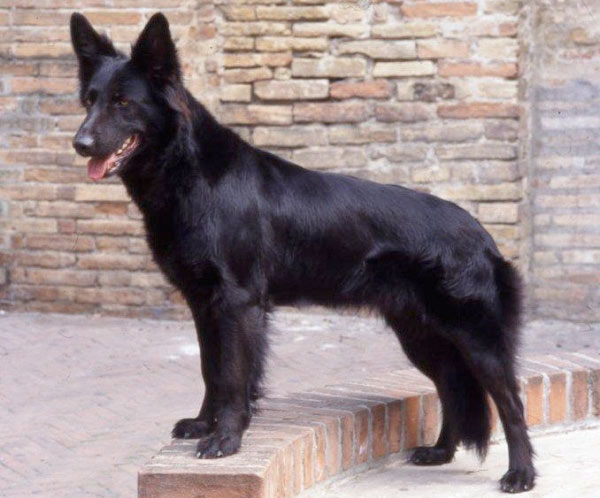 Cane Pastore Italiano
