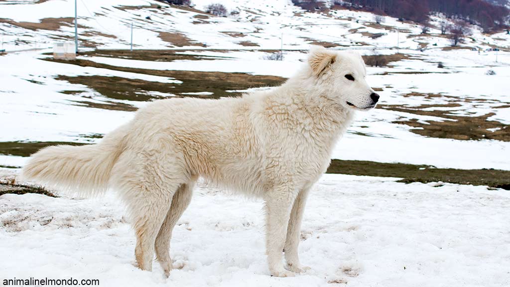 Cane Pastore Maremmano Abruzzese
