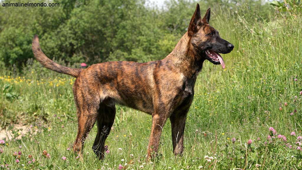 Cane Pastore olandese