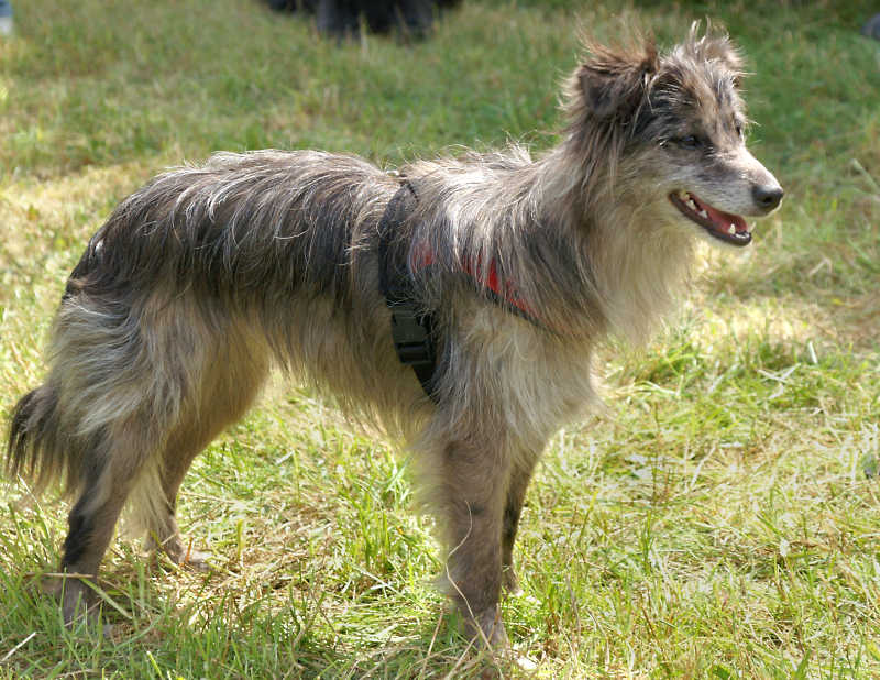 Cane Pastore Pirenei faccia rasa