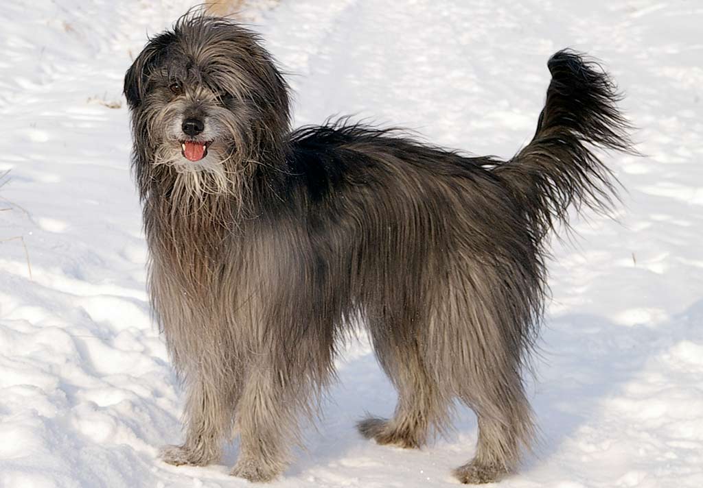 Cane Pastore Pirenei pelo lungo
