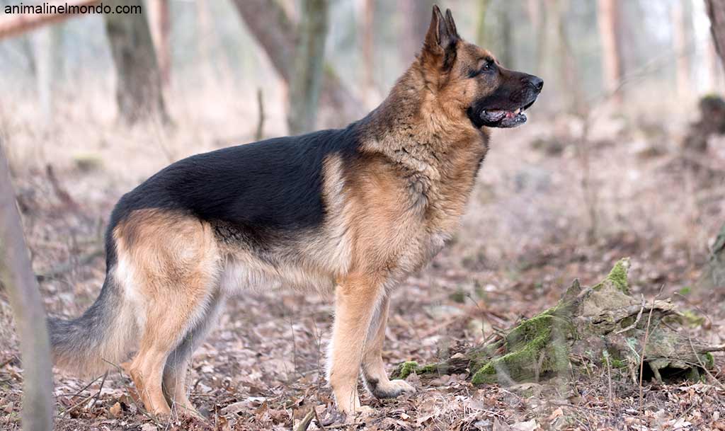 Cane Pastore Tedesco