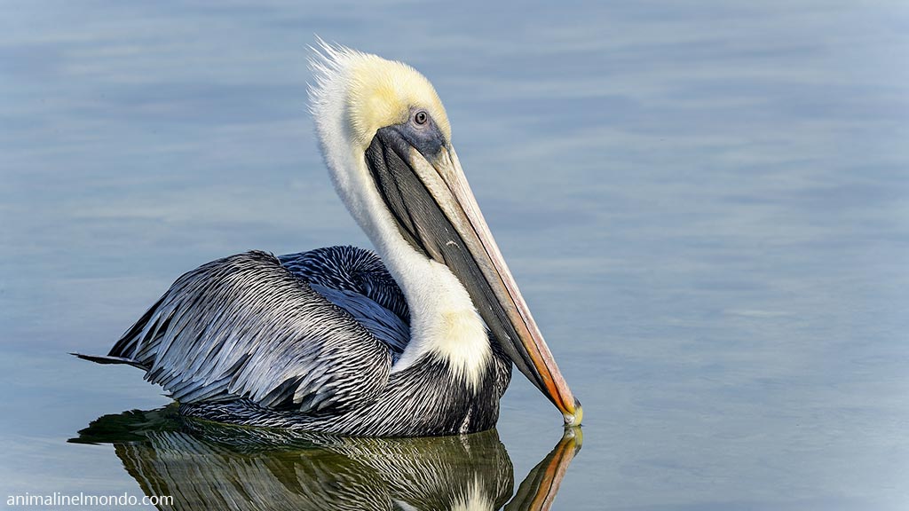 Pellicano