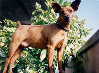 Il mio dolce Pinscher