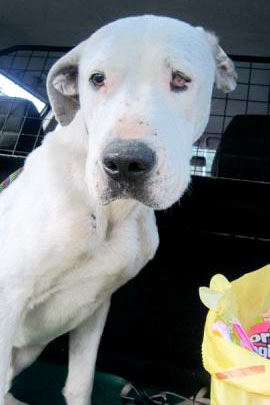 Dogo argentino al posto del sindaco