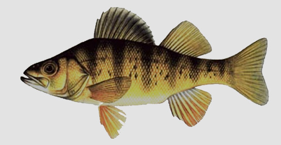 Pesce Persico