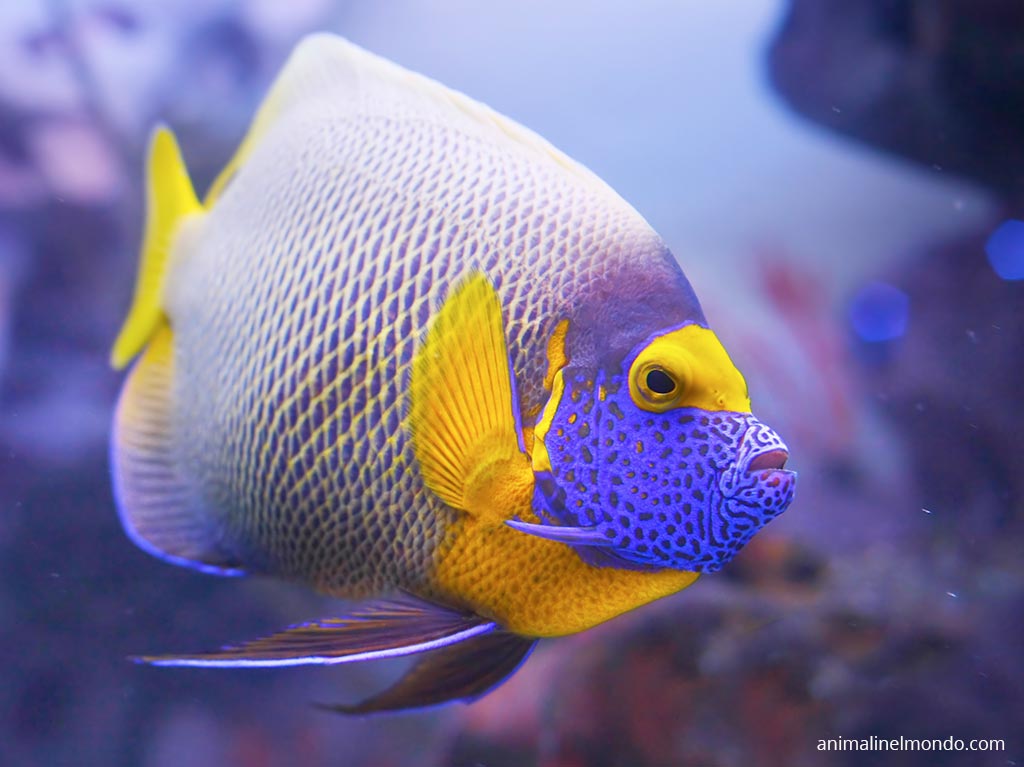 Pesce angelo