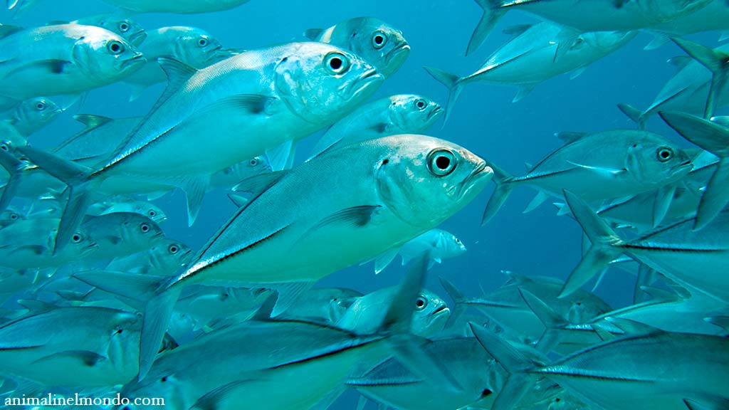 Pesce Carangide