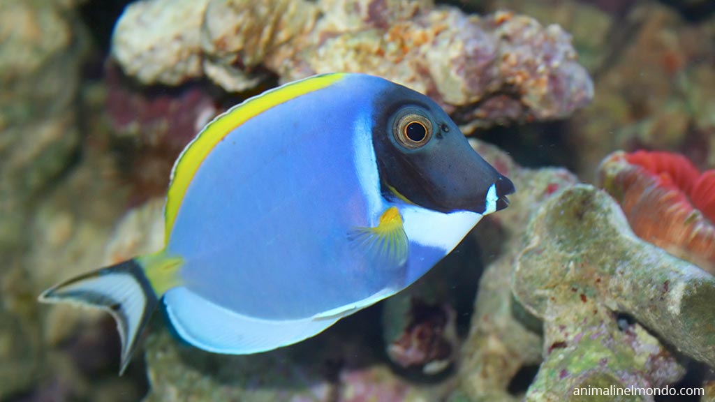 Pesce chirurgo