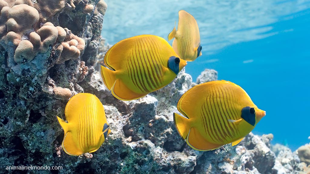 Pesce farfalla