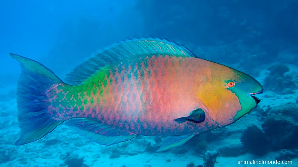 Pesce pappagallo