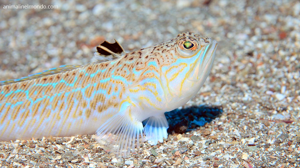 Pesce Ragno