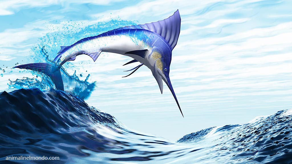 Pesce spada