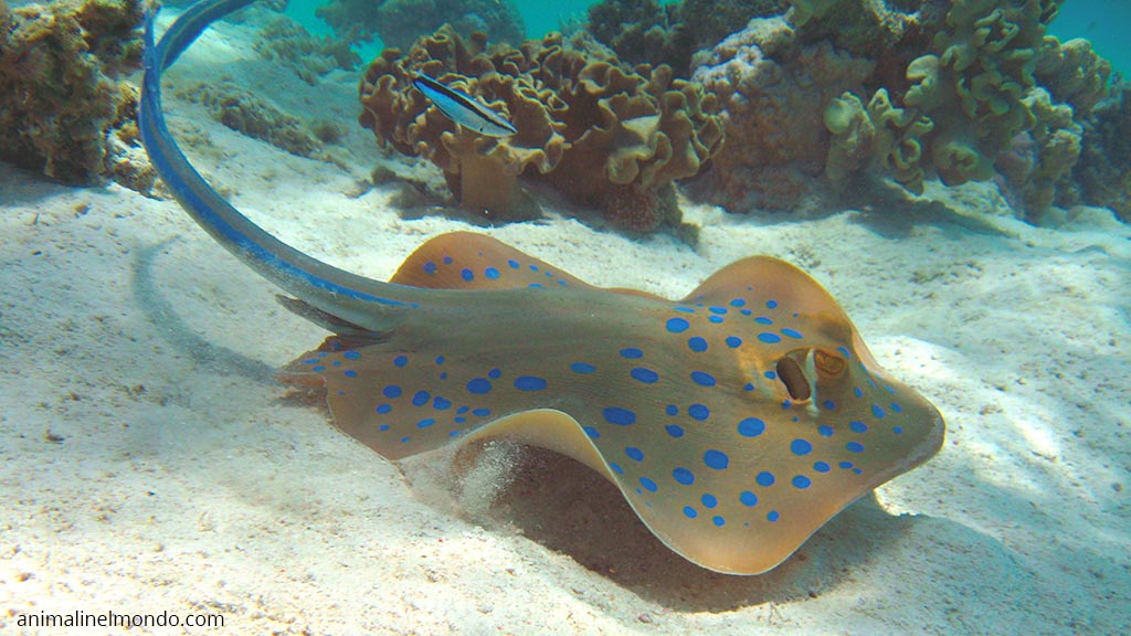 Pesce trigone