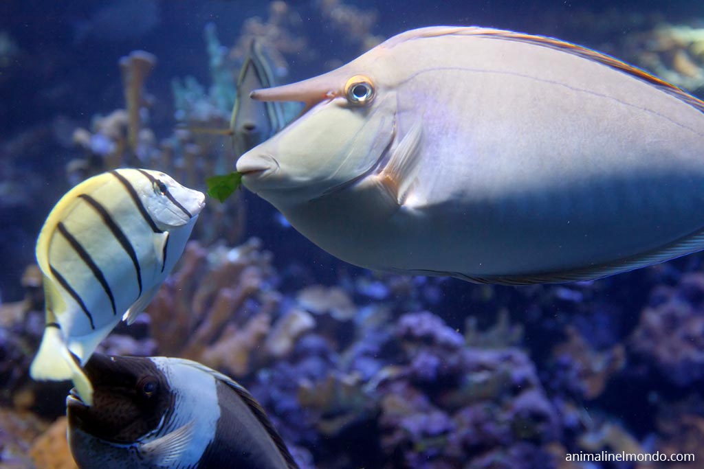 Pesce unicorno